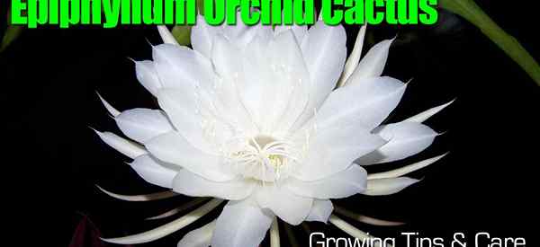 Epiphyllum Orchid Cactus menumbuhkan tip dan perawatan