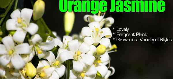 Orange Jasmine Sebuah tanaman harum yang indah ditanam dalam berbagai gaya