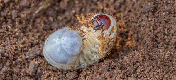 Contrôle de la planche organique comment se débarrasser des boules naturellement