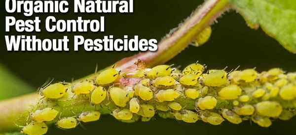 Pesticida natural de inseticida por óleo de nim para plantas [pulidores de controle, escala]