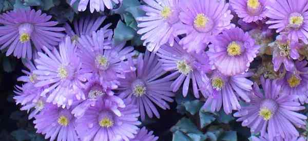 Oscularia deltoides que cresce a planta de gelo rosa suculenta