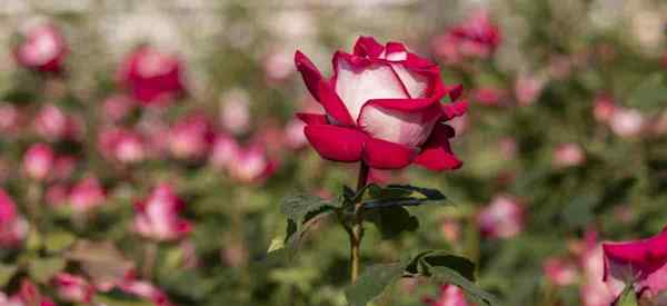 Como crescer e cuidar de Osíria Rose