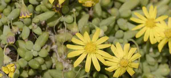 Penjagaan Tanaman Kalung Ruby - Berkembang Othonna Capensis [Little Pickles] Succulent