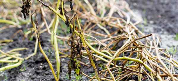 Les plantes trop arrosées ne noient pas vos plantes avec trop d'eau