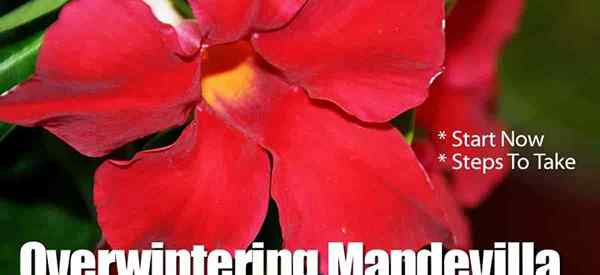 Consejos para el cuidado de invierno de Mandevilla exitoso