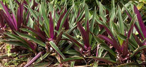 Conseils de soins des plantes d'huîtres pour la culture de la spathacea Tradescantia (Rhoeo)