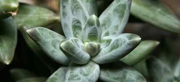 Pachyphytum compactum care wachsende das kleine juwelente skatzulente pflanze