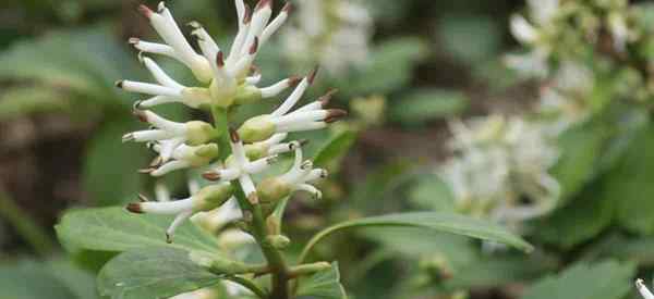 Opieka nad Pachysandra terminalis