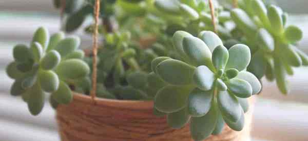 Pachyveria Care Growing and Caring for Pachyveria Plants