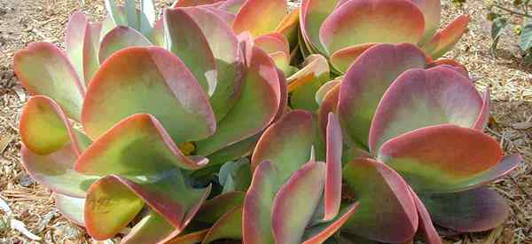 Cuidado de la planta de paletas Cómo cultivar flapjacks Kalanchoe Thyrsiflora