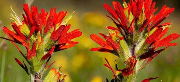 Aprenda a cultivar Castilleja coccinea (pincel indiano)