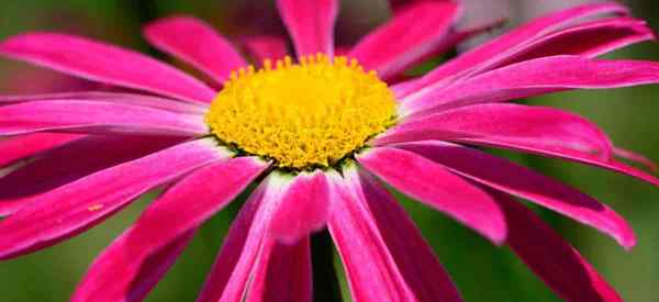 Comment prendre soin de la marguerite peinte