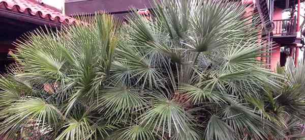 Conseils d'engrais de palmiers pour fertiliser les palmiers extérieurs