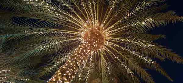 Lichtpalmen beleuchten Handflächen, Bäume und Sträucher [wie zu]