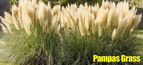 Perawatan rumput pampas | Tumbuh, pemangkasan Cortaderia Selloana