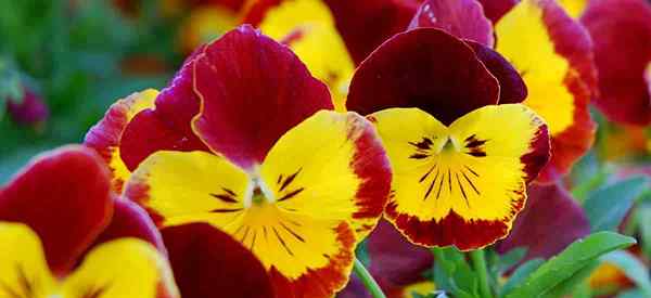 Cultivo de pensamientos cómo cuidar las flores de pensamiento y viola