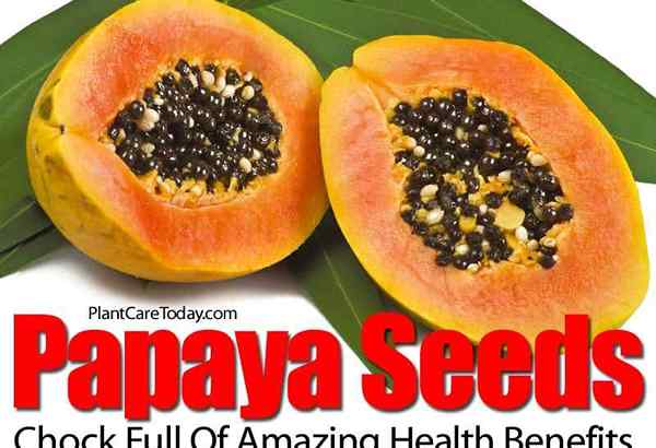 Papaya -Samen voller erstaunlicher gesundheitlicher Vorteile