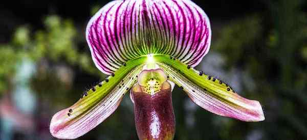 Orquídeas de ladrique em crescimento como cuidar de paphiopedilums