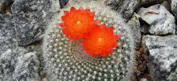 Parodia cactus se preocupa como cultivar o cacto de bola