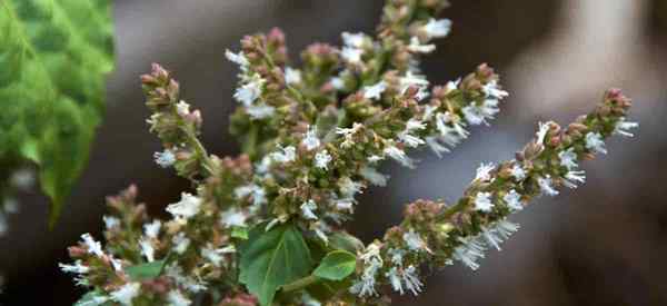 Aprenda a cultivar Patchouli Plant