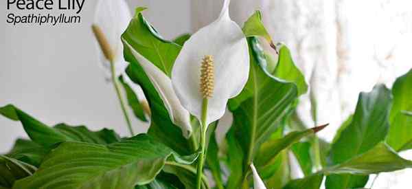 Spathiphyllum paz lily cuidado cómo guiar