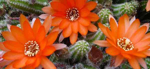 Cactus de maní Cuidados sobre el cultivo de Echinopsis Chamaecereus