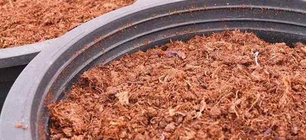 Turba musgo cómo usar mejor turba musgo en el jardín