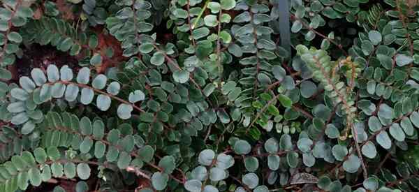 Penjagaan rotundifolia Pellaea menanam pakis butang