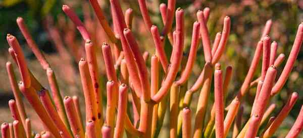 Cactus crayon se soucie de faire pousser une plante de feu [Euphorbia ticalli]