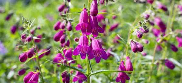 Aprenda a cultivar Penstemon Beardtongue