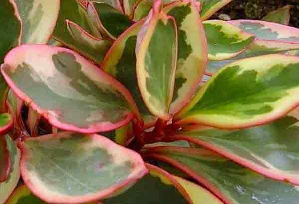 Tumbuh tumbuhan peperomia ginny yang menjaga tricolor peperomia