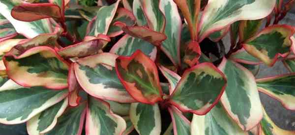 Peperomia Clusiifolia Care Tips Tentang Menumbuhkan Jellie Plant