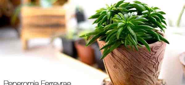 Pincushion Peperomia Care Tips na temat uprawy Peperomia ferreyrae