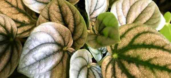 Peperomia Frost Care Wachsen | Ausbreitung | Schädlinge