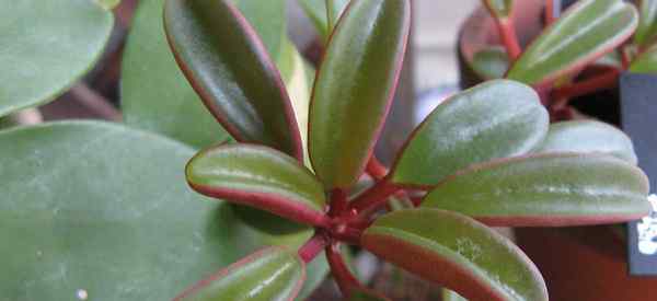 Peperomia Graveolens Care creciente suculenta rubí Glow Peperomia