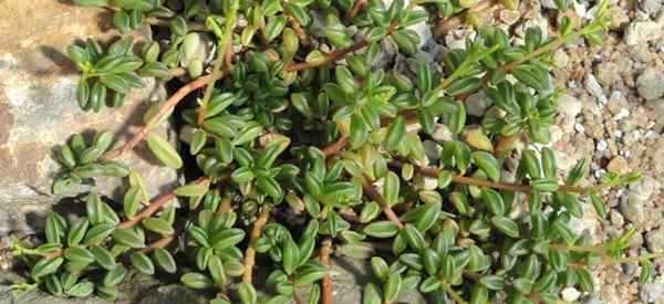 Cara Tumbuh dan Merawat Peperomia Nivalis (Succulent)