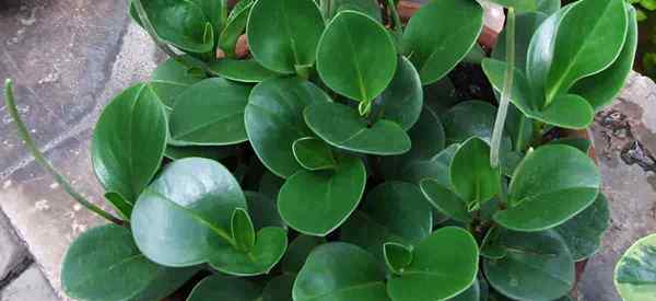 Peperomia obtusifolia Baby Gumh Plant