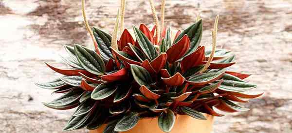 Crescente peperomia rosso como cuidar de rosso peperomia