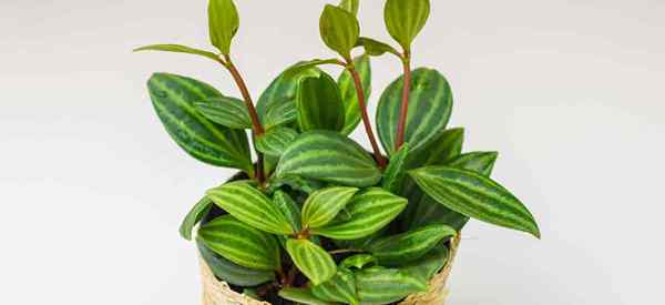 Peperomia puteolata [paralelo peperomia] Crescendo e cuidando