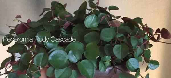 Peperomia Ruby Cascade Care Dowiedz się wskazówek na temat uprawy Ruby Peperomia