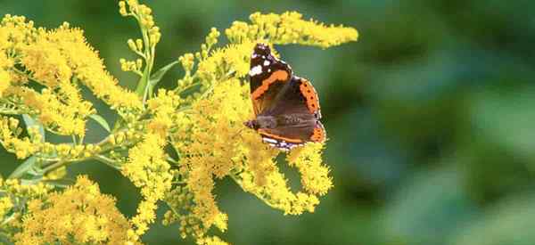 ¿Cuáles son las mejores plantas perennes para atraer mariposas??