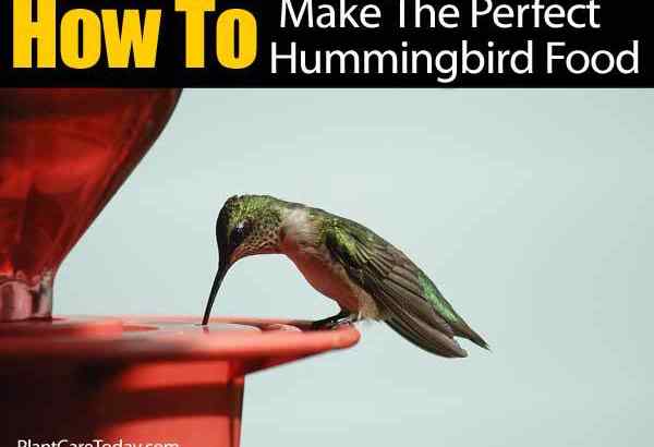 Cara Membuat Makanan Hummingbird yang Sempurna