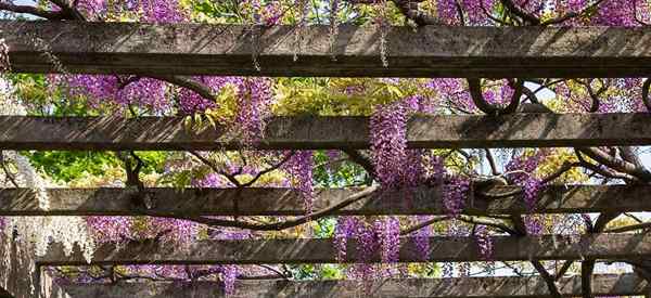 Wählen Sie die besten Pflanzen für Ihre Pergola aus