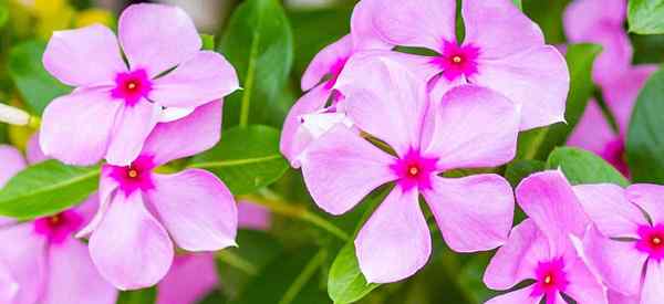 Periwinkle Tanaman Perawatan Cara Menumbuhkan Bunga dan Tanaman Periwinkle Berwarna -warni