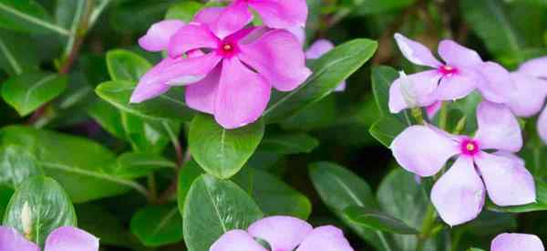 Adalah tumbuhan periwinkle beracun atau beracun?