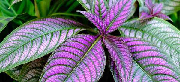 Perska Plant Plant Strobilanthes Dyerianus Rosnące i opieki