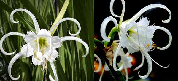 Donquille péruvienne soin de la façon de cultiver Spider Lily Ismene