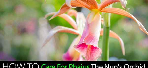 Comment prendre soin de Phaius l'orchidée religieuse