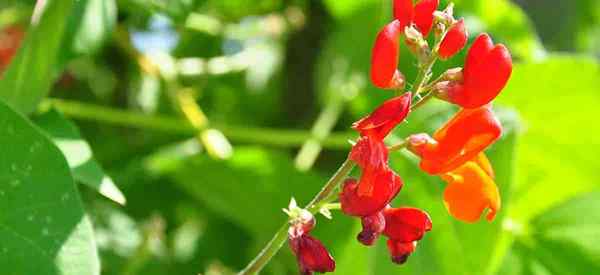 Scharlachrote Runner Bean Tipps zum Anbau von Phaseolus Coccineus