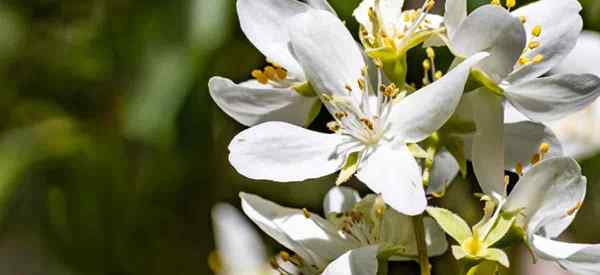 Como cuidar de Mock Orange Cultivando Philadelphus lewisii